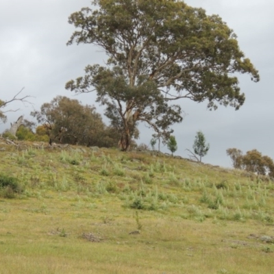 Verbascum thapsus subsp. thapsus (Great Mullein, Aaron's Rod) at Chisholm, ACT - 11 Nov 2015 by MichaelBedingfield