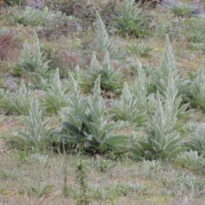 Verbascum thapsus subsp. thapsus at Chisholm, ACT - 11 Nov 2015