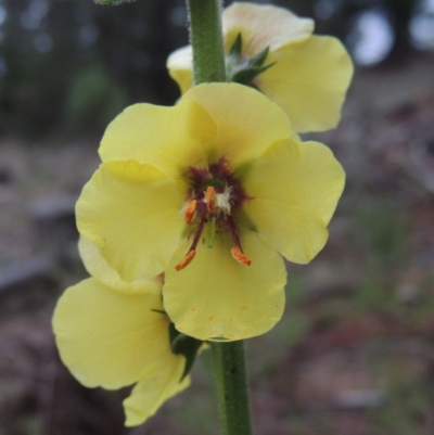 Verbascum virgatum (Green Mullein) at Chisholm, ACT - 11 Nov 2015 by michaelb