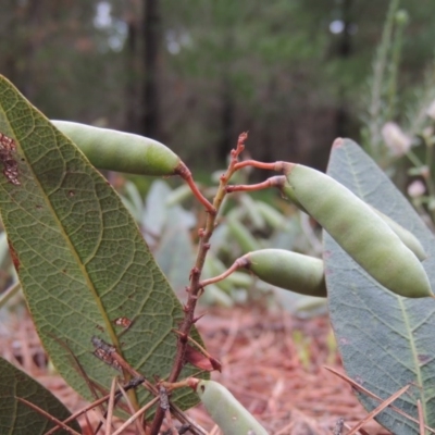 Hardenbergia violacea (False Sarsaparilla) at Chisholm, ACT - 11 Nov 2015 by MichaelBedingfield