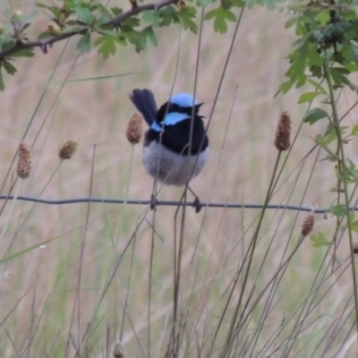 Malurus cyaneus (Superb Fairywren) at Melrose - 11 Nov 2015 by michaelb