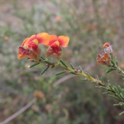 Dillwynia sericea (Egg And Bacon Peas) at Chisholm, ACT - 11 Nov 2015 by michaelb