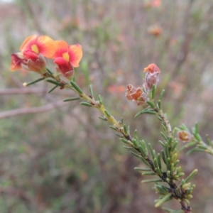 Dillwynia sericea at Chisholm, ACT - 11 Nov 2015