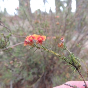 Dillwynia sericea at Chisholm, ACT - 11 Nov 2015