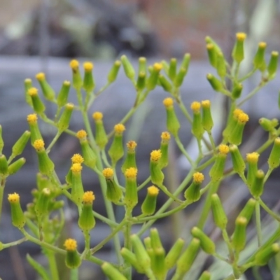 Senecio bathurstianus (Rough Fireweed) at Chisholm, ACT - 11 Nov 2015 by MichaelBedingfield