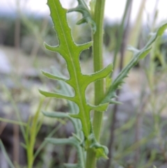 Senecio bathurstianus at Chisholm, ACT - 11 Nov 2015