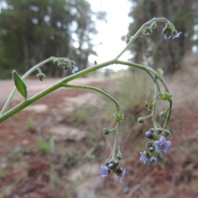 Cynoglossum australe (Australian Forget-me-not) at Chisholm, ACT - 11 Nov 2015 by michaelb