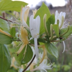 Lonicera japonica (Japanese Honeysuckle) at Melrose - 11 Nov 2015 by michaelb