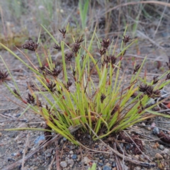 Schoenus apogon (Common Bog Sedge) at Chisholm, ACT - 11 Nov 2015 by michaelb