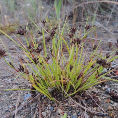 Schoenus apogon (Common Bog Sedge) at Chisholm, ACT - 11 Nov 2015 by michaelb