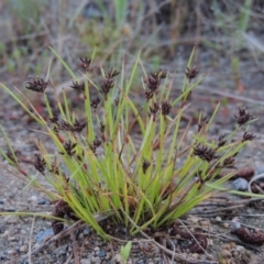 Schoenus apogon at Chisholm, ACT - 11 Nov 2015 07:52 PM