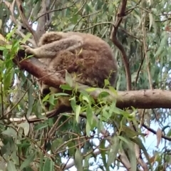 Phascolarctos cinereus (Koala) at Port Macquarie, NSW - 13 Nov 2015 by maxbilly