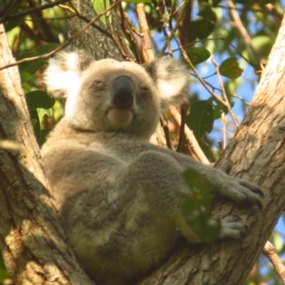 Phascolarctos cinereus (Koala) at Federal, NSW - 11 Nov 2015 by mazzerati