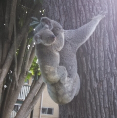 Phascolarctos cinereus (Koala) at Holland Park, QLD - 13 Nov 2015 by Nick