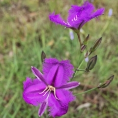 Thysanotus tuberosus subsp. tuberosus (Common Fringe-lily) at Wandiyali-Environa Conservation Area - 13 Nov 2015 by Wandiyali