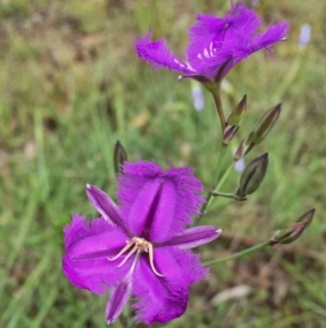 Thysanotus tuberosus subsp. tuberosus at Jerrabomberra, NSW - 13 Nov 2015 01:59 PM