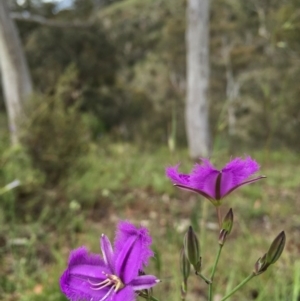 Thysanotus tuberosus subsp. tuberosus at Jerrabomberra, NSW - 13 Nov 2015 01:59 PM