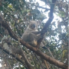 Phascolarctos cinereus (Koala) at Carina Heights, QLD - 11 Nov 2015 by DavoBrown