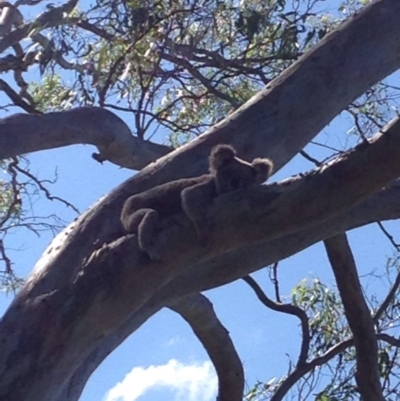 Phascolarctos cinereus (Koala) at McKees Hill, NSW - 13 Nov 2015 by scorp1611