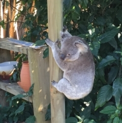 Phascolarctos cinereus (Koala) at Port Macquarie, NSW - 14 Sep 2015 by Trissa