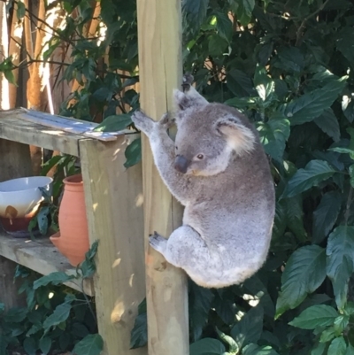 Phascolarctos cinereus (Koala) at Port Macquarie, NSW - 13 Sep 2015 by Trissa