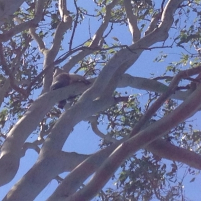 Phascolarctos cinereus (Koala) at South Gundurimba, NSW - 13 Nov 2015 by scorp1611