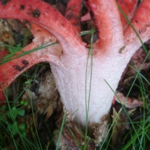 Clathrus archeri at Acton, ACT - 13 Nov 2015