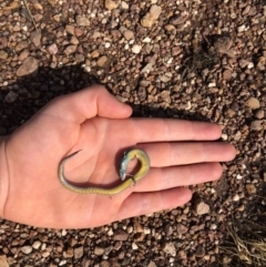 Hemiergis talbingoensis at Cook, ACT - 13 Nov 2015