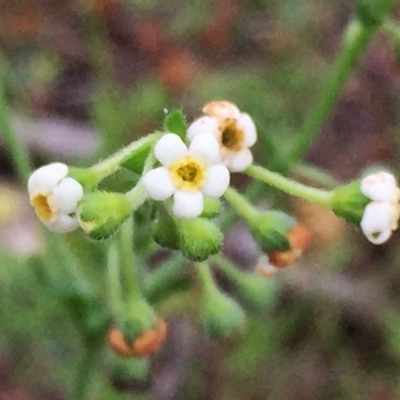 Hackelia suaveolens (Sweet Hounds Tongue) at Jerrabomberra, NSW - 13 Nov 2015 by Wandiyali