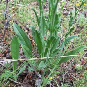 Hackelia suaveolens at Jerrabomberra, NSW - 13 Nov 2015 05:09 PM