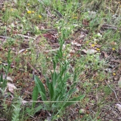 Hackelia suaveolens at Jerrabomberra, NSW - 13 Nov 2015 05:09 PM