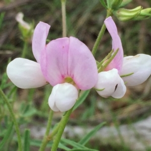 Lotus australis at Jerrabomberra, NSW - 13 Nov 2015 05:19 PM