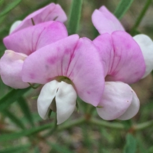 Lotus australis at Jerrabomberra, NSW - 13 Nov 2015