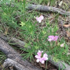 Lotus australis at Jerrabomberra, NSW - 13 Nov 2015 05:19 PM