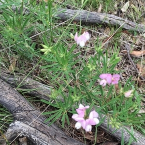 Lotus australis at Jerrabomberra, NSW - 13 Nov 2015 05:19 PM