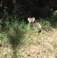 Phascolarctos cinereus (Koala) at Red Hill, VIC - 28 Oct 2015 by LironGabby