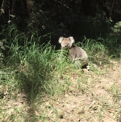 Phascolarctos cinereus (Koala) at Red Hill, VIC - 28 Oct 2015 by LironGabby