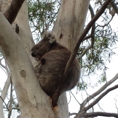 Phascolarctos cinereus (Koala) at Belair, SA - 11 Nov 2015 by Mandajcn