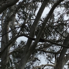 Phascolarctos cinereus (Koala) at Pottsville, NSW - 12 Nov 2015 by MarionRiordan