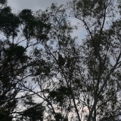 Phascolarctos cinereus (Koala) at Werris Creek, NSW - 13 Nov 2015 by Janedoolin