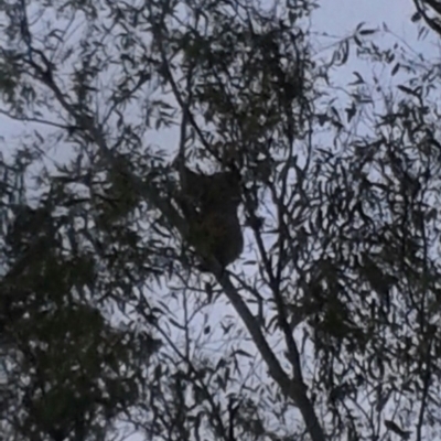 Phascolarctos cinereus (Koala) at Werris Creek, NSW - 13 Nov 2015 by Janedoolin