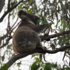 Phascolarctos cinereus (Koala) at Port Macquarie, NSW - 10 Nov 2015 by jules_bear