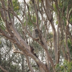 Phascolarctos cinereus (Koala) at Port Macquarie, NSW - 11 Nov 2015 by julesbear