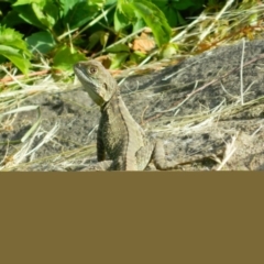 Intellagama lesueurii howittii (Gippsland Water Dragon) at Sullivans Creek, Acton - 13 Nov 2015 by ArcherCallaway