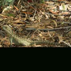 Intellagama lesueurii howittii at Acton, ACT - 13 Nov 2015