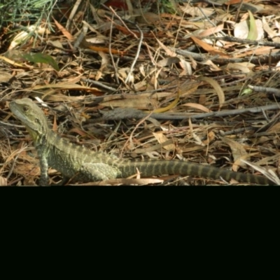 Intellagama lesueurii howittii (Gippsland Water Dragon) at Sullivans Creek, Acton - 13 Nov 2015 by ArcherCallaway