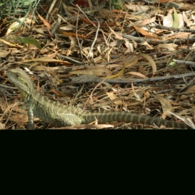 Intellagama lesueurii howittii (Gippsland Water Dragon) at Australian National University - 13 Nov 2015 by ArcherCallaway