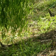 Intellagama lesueurii howittii (Gippsland Water Dragon) at Sullivans Creek, Acton - 13 Nov 2015 by ArcherCallaway