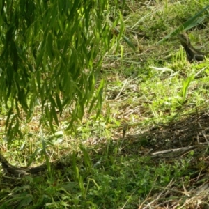 Intellagama lesueurii howittii at Acton, ACT - 13 Nov 2015 04:22 PM