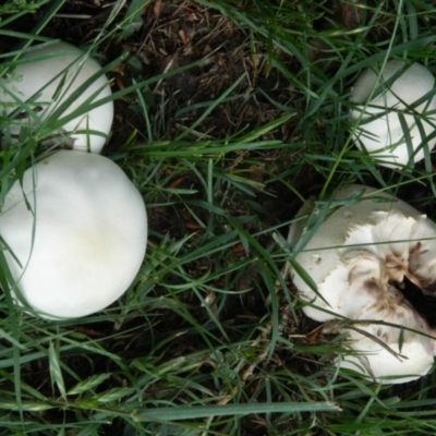 Agaricus sp. (Agaricus) at Acton, ACT - 13 Nov 2015 by ArcherCallaway